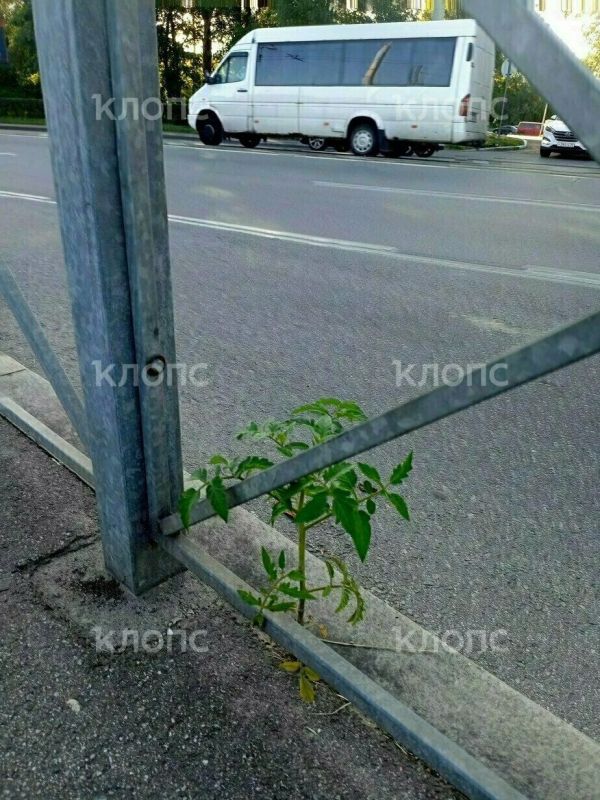 На улице Киевской вырос придорожный помидор