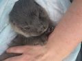 Жители Мысовки в Славском районе спасли детёныша выдры, оставшегося без матери