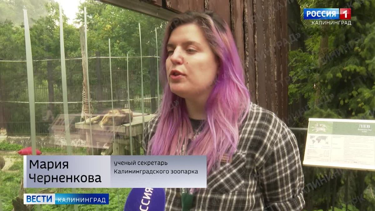 Сегодня отмечается Международный день льва