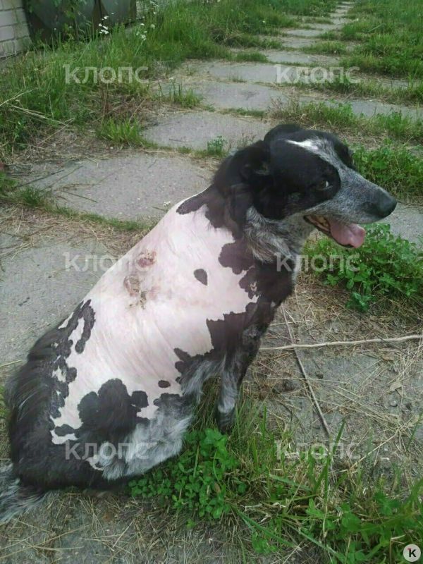 В Калининграде искалеченная живодёром дворняжка Лиза обрела дом и настоящих друзей В Калининграде искалеченная живодёром дворняжка Лиза обрела дом и настоящих друзей