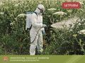 Минсельхоз Калининградской области направил первые материалы в Россельхознадзор по 13 земельным участкам, где был обнаружен борщевик Сосновского, для наложения штрафов