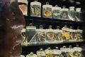 «Лабораторию Жизни» в корпусе-шаре «Планета Океан» планируют открыть в конце августа