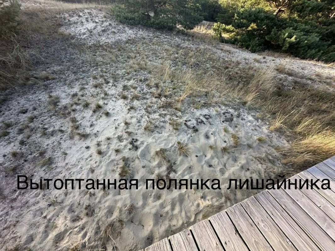 На Куршской косе детей кинули на борьбу с шишками туристов На Куршской косе детей кинули на борьбу с шишками туристов