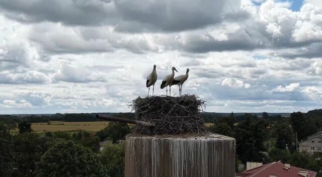 Не поднялась рука. В Славянском отложили снос башни из-за необычных жильцов Не поднялась рука. В Славянском отложили снос башни из-за необычных жильцов