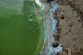 Токсичные водоросли атаковали побережье Германии: пляжи закрыты