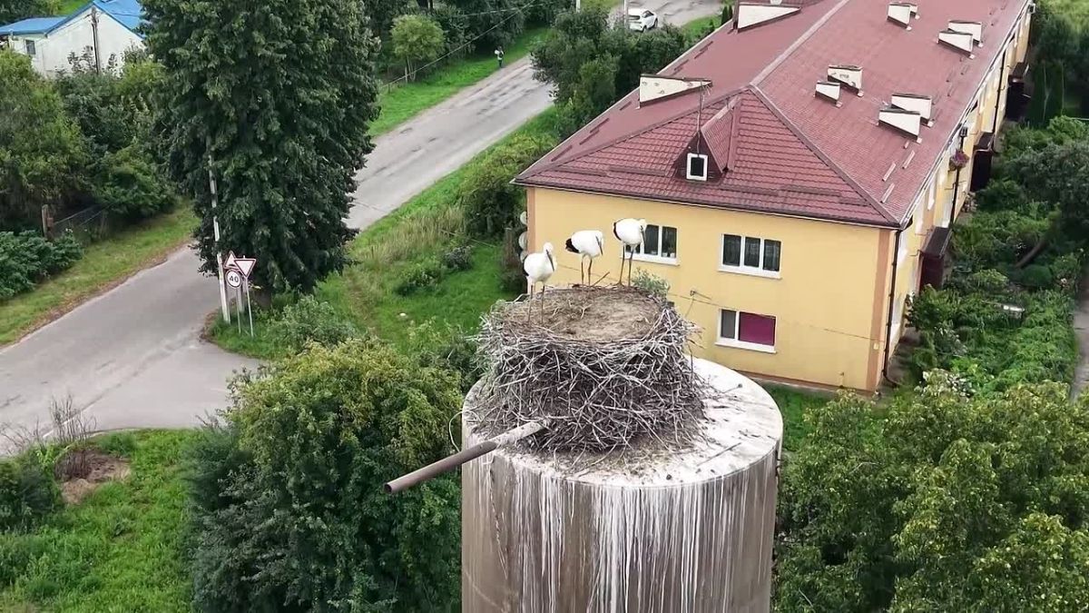 В Полесском округе отложили снос водонапорной башни из-за семьи аистов