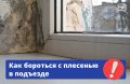 Что делать, если в подъезде завелась плесень? Ответ однозначный — не сидеть сложа руки