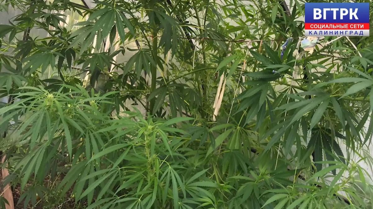 В Светловском округе полицейские нашли две наркоплантации с 950 кустами конопли