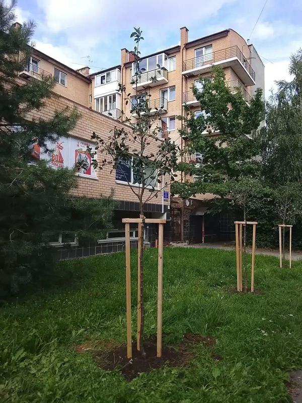 Елена Дятлова: Украшаем улицы города деревьями и кустарниками Елена Дятлова: Украшаем улицы города деревьями и кустарниками