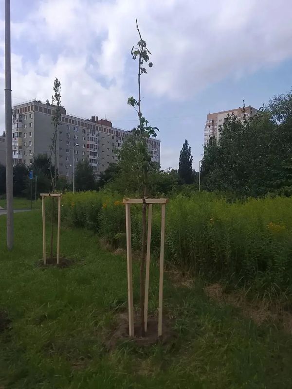 Елена Дятлова: Украшаем улицы города деревьями и кустарниками Елена Дятлова: Украшаем улицы города деревьями и кустарниками