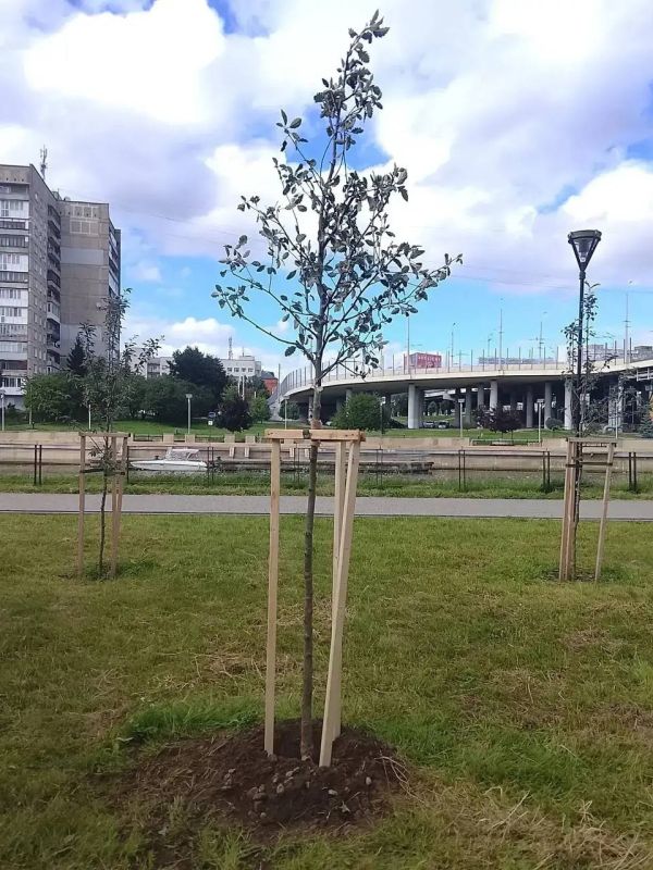 В Калининграде высаживают сотни новых деревьев В Калининграде высаживают сотни новых деревьев