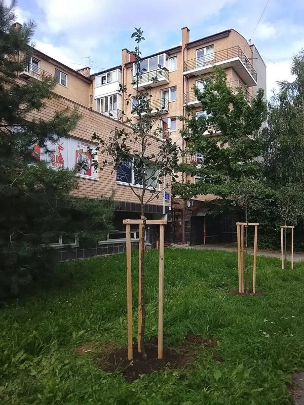 В Калининграде высаживают сотни новых деревьев В Калининграде высаживают сотни новых деревьев
