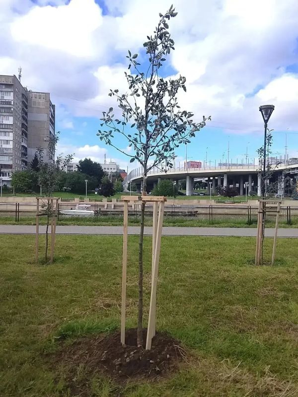 Елена Дятлова: Украшаем улицы города деревьями и кустарниками Елена Дятлова: Украшаем улицы города деревьями и кустарниками