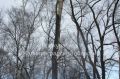 Прокуратура требует компенсацию за сгоревшие деревья на Правой набережной