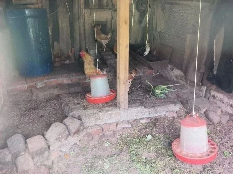 Хозяевам куриц в Немане и Мамоново поставили на вид их внешний вид
