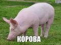В говяжьих котлетах "Мираторга" оказалась свинина