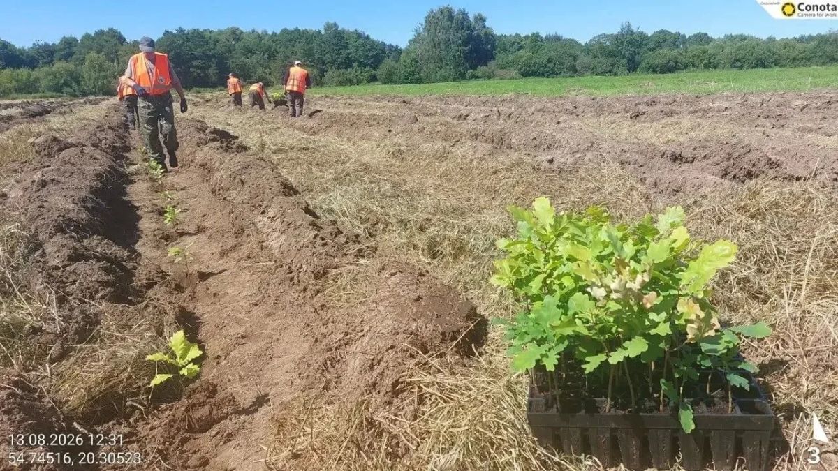 В 2026 году в Калининграде планируют высадить более 5 тысяч саженцев деревьев В 2026 году в Калининграде планируют высадить более 5 тысяч саженцев деревьев