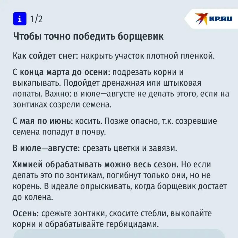 Борщевик под два метра: как с ним бороться и не сделать хуже