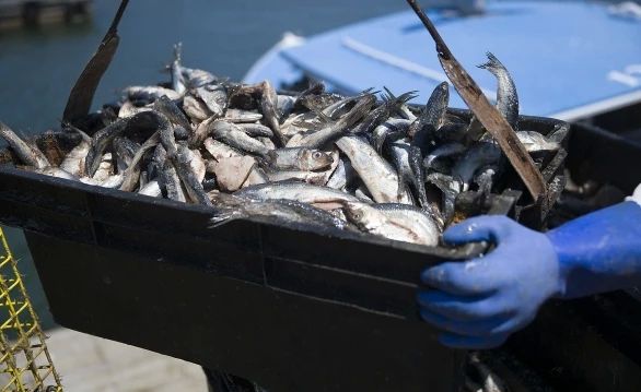 Шведам не хватает селедки для традиционного деликатеса