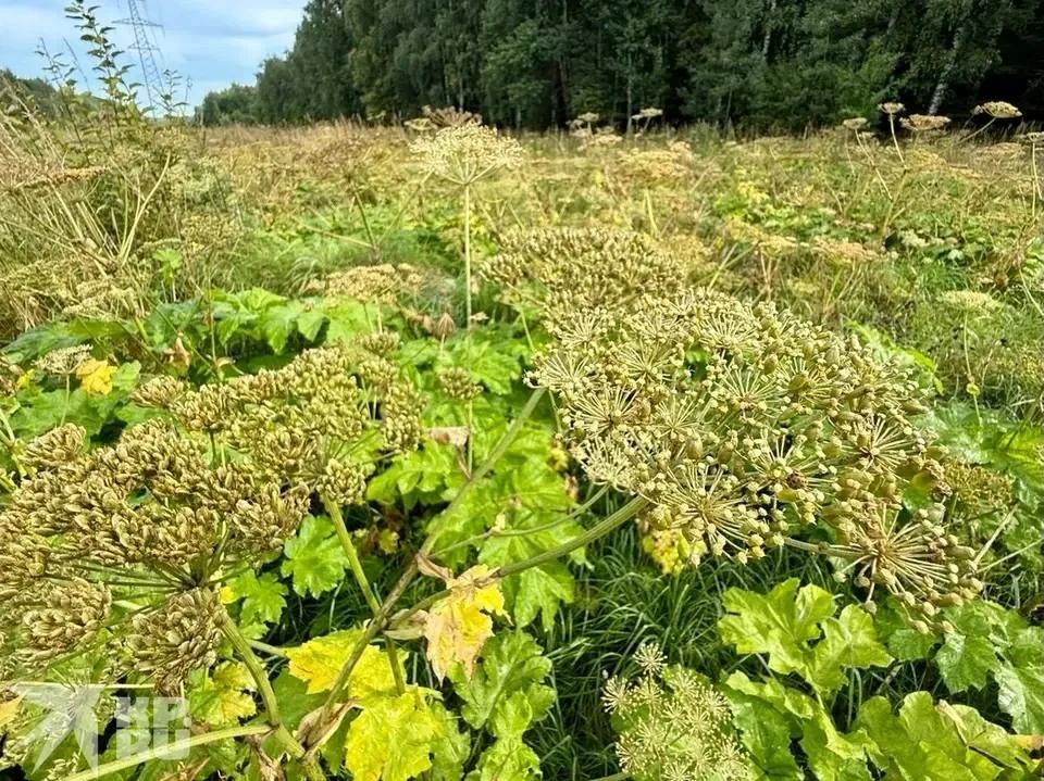 Борщевик под два метра: как с ним бороться и не сделать хуже Борщевик под два метра: как с ним бороться и не сделать хуже