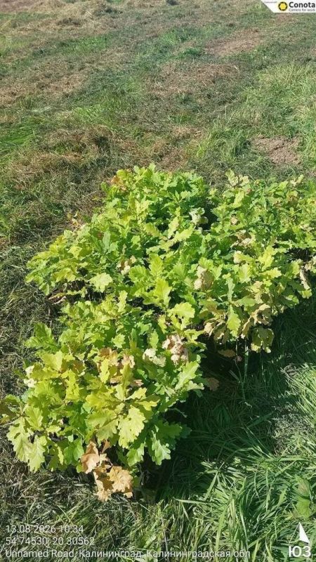 В Калининграде до конца года планируют высадить более пяти тысяч саженцев ценных пород деревьев В Калининграде до конца года планируют высадить более пяти тысяч саженцев ценных пород деревьев