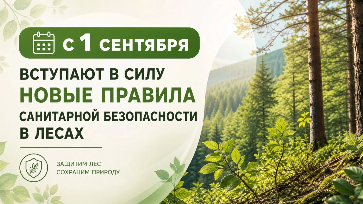 С 1 сентября вступают в силу новые Правила санитарной безопасности в лесах