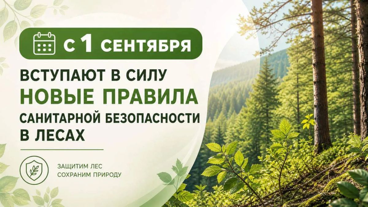 С 1 сентября вступают в силу новые правила санитарной безопасности в лесах, об этом сообщило региональное Минприроды