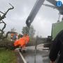 После шторма с дорог Калининградской области убрали 563 дерева