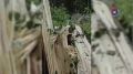Более 500 поваленных деревьев убрали во время шторма