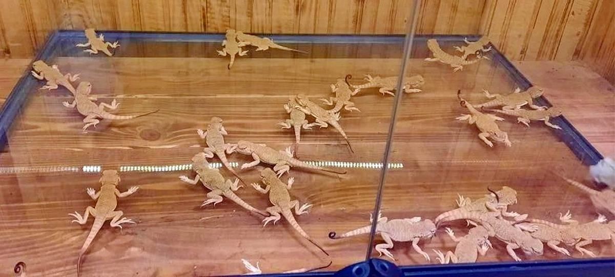 Ящериц из Калининграда спасли от переезда в Германию Ящериц из Калининграда спасли от переезда в Германию