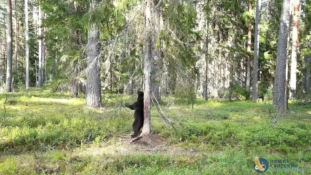 Косолапый устроил танец с деревом