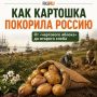 Знаете, кому мы во многом обязаны картофелем на наших столах? Андрею Болотову, ученому-агроному, который одним из первых в России решил всерьез разобраться с заморским явством