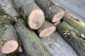 Для обустройства проезда к жилому комплексу рядом с парком Теодора Кроне в Калининграде вырубят 174 дерева