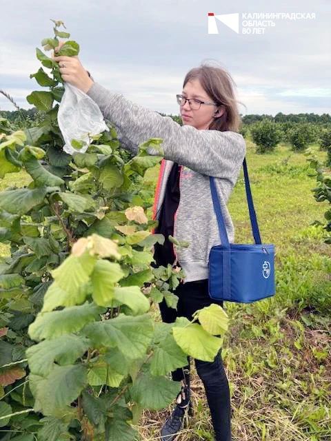 Студенты Калининградского филиала СПбГАУ исследовали состояние растений и почвы в регионе Студенты Калининградского филиала СПбГАУ исследовали состояние растений и почвы в регионе