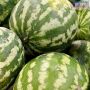 Более 2 тысяч тонн импортных арбузов и дынь проверили при ввозе в регион