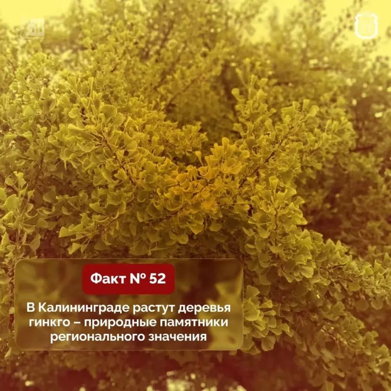 В Минприроды рассказали, где в Калининграде растет редкое дерево гинкго