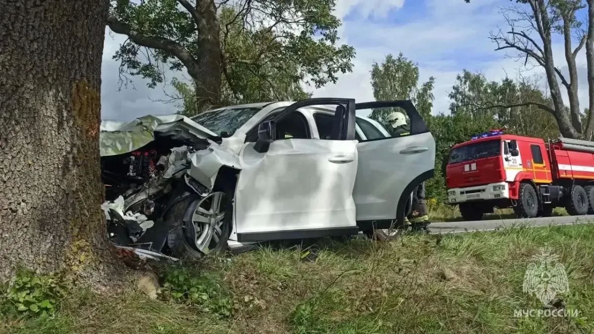 В Гурьевском районе легковой автомобиль врезался в придорожное дерево В Гурьевском районе легковой автомобиль врезался в придорожное дерево