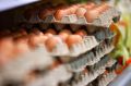 За год изменился рацион жителей Калининградской области и цены на продукты