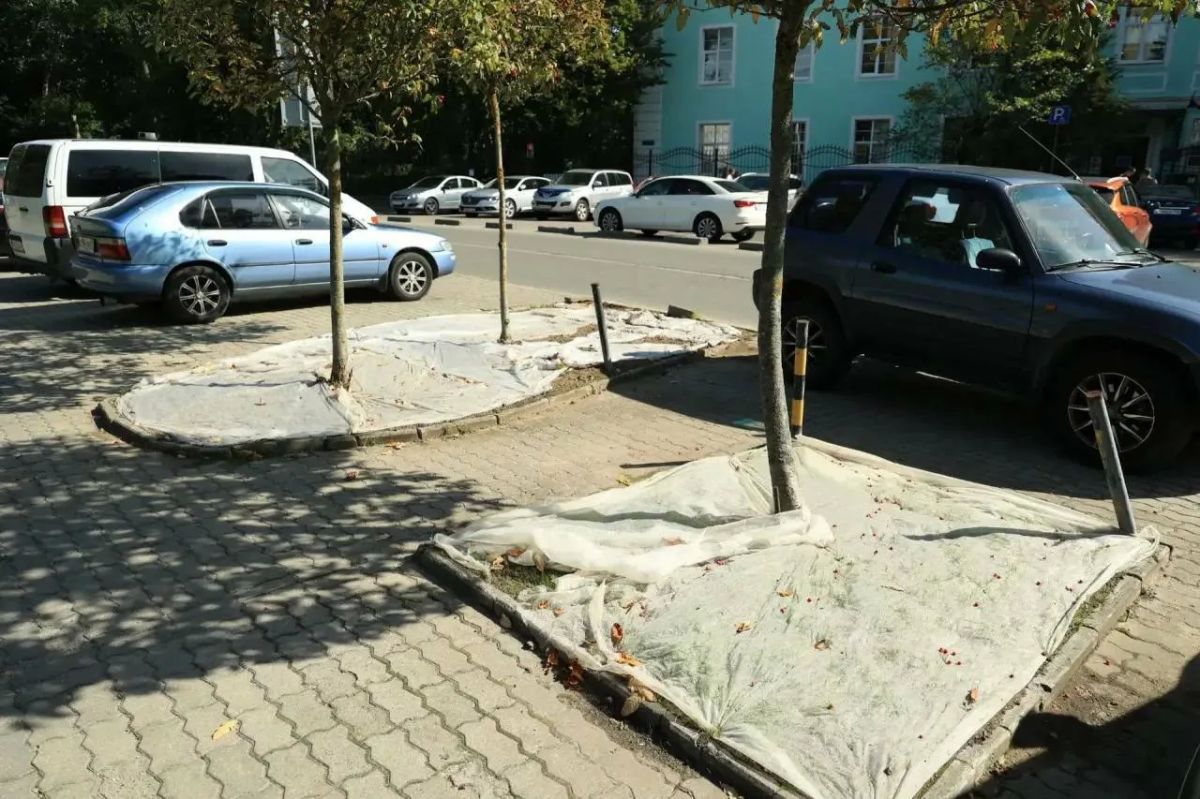 Заметили белые простыни вдоль тротуаров в Калининграде? Заметили белые простыни вдоль тротуаров в Калининграде?