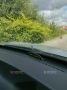 Семейство лис попало в объектив калининградских читателей