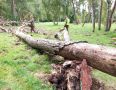 На Куршской косе убирают аварийные деревья перед сезоном штормов