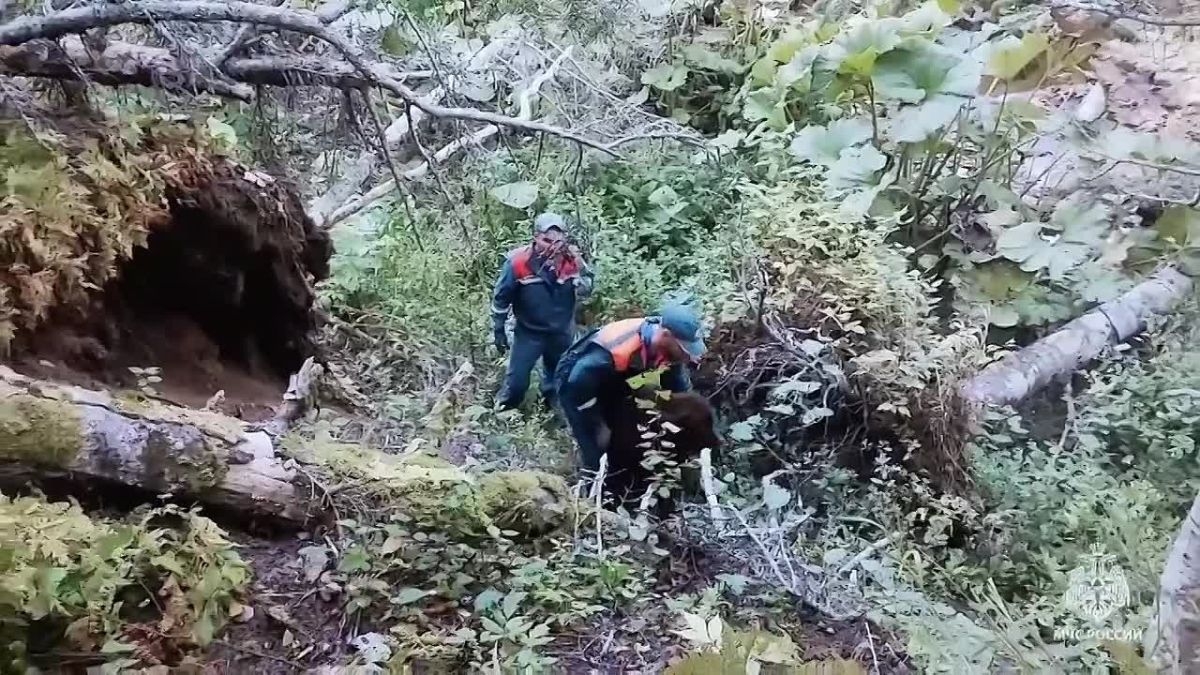 80-килограммовый пёс сорвался с обрыва и оказался в реке: спасатели пришли на помощь