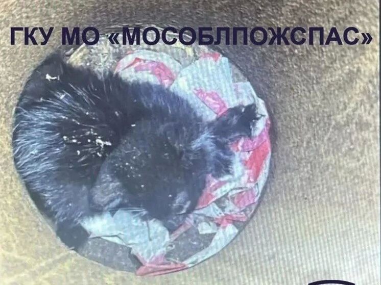 Котенка из трубы в Подмосковье достали строительным пылесосом