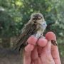 Крошечная, юная и оттого слегка растрепанная пеночка-теньковка (Phylloscopus collybita) стала главной героиней утренних новостей с орнитологической станции «Фрингилла» на Куршской косе
