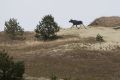 Важно водителям: на дорогах области вырос риск столкновений с лосями