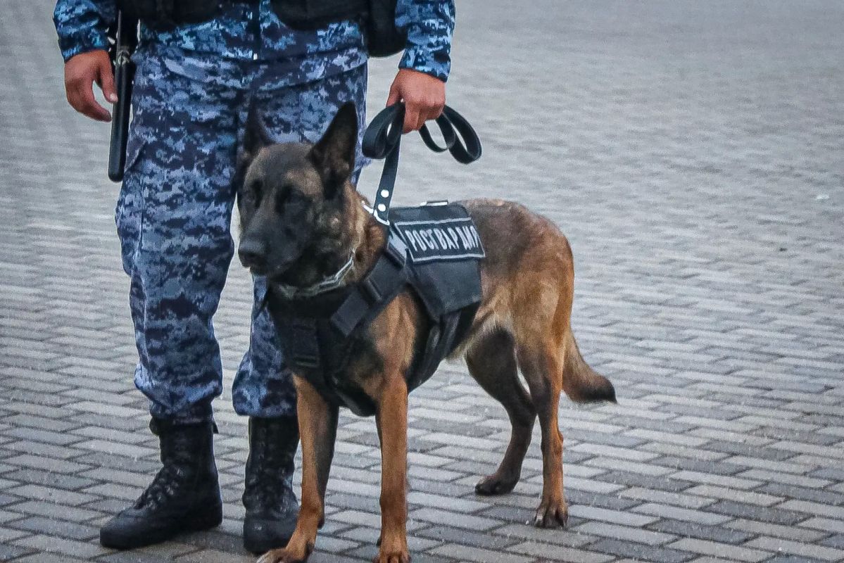 Сегодня в Калининграде на стадионе «Ростех Арена» военнослужащие специального моторизованного полка Северо-Западного округа Росгвардии и сотрудники ОМОН «Град» Росгвардии обеспечивают безопасность проведения футбольного... Сегодня в Калининграде на стадионе «Ростех Арена» военнослужащие специального моторизованного полка Северо-Западного округа Росгвардии и сотрудники ОМОН «Град» Росгвардии обеспечивают безопасность проведения футбольного...