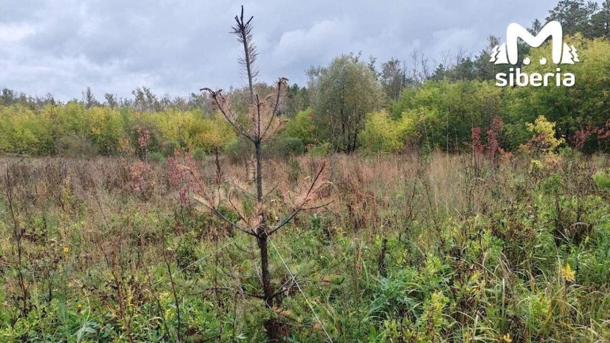 Продолжаем путешествие по местам, на которые мэрия Новосибирска потратила кучу денег Продолжаем путешествие по местам, на которые мэрия Новосибирска потратила кучу денег