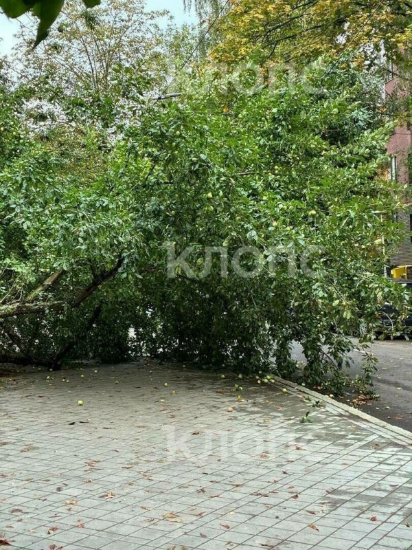 На Чайковского рухнувшая яблоня перегородила тротуар по пути к зоопарку