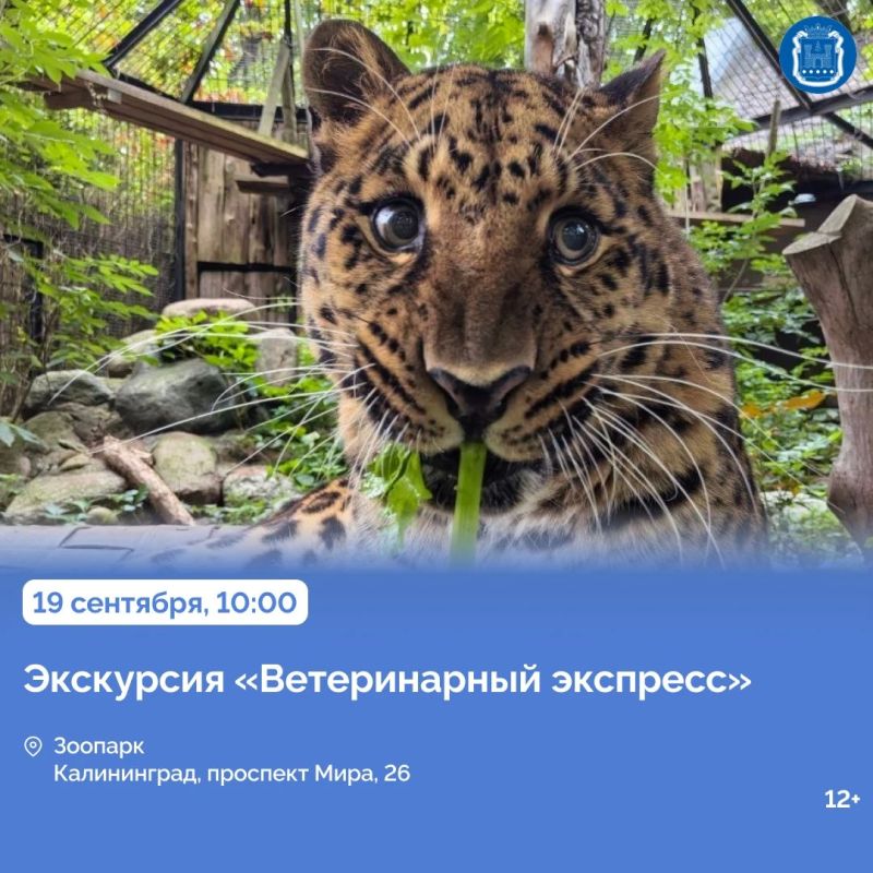 19 и 20 сентября в Калининграде пройдёт Кубок губернатора Калининградской области по волейболу 19 и 20 сентября в Калининграде пройдёт Кубок губернатора Калининградской области по волейболу