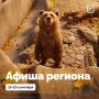 19 и 20 сентября в Калининграде пройдёт Кубок губернатора Калининградской области по волейболу